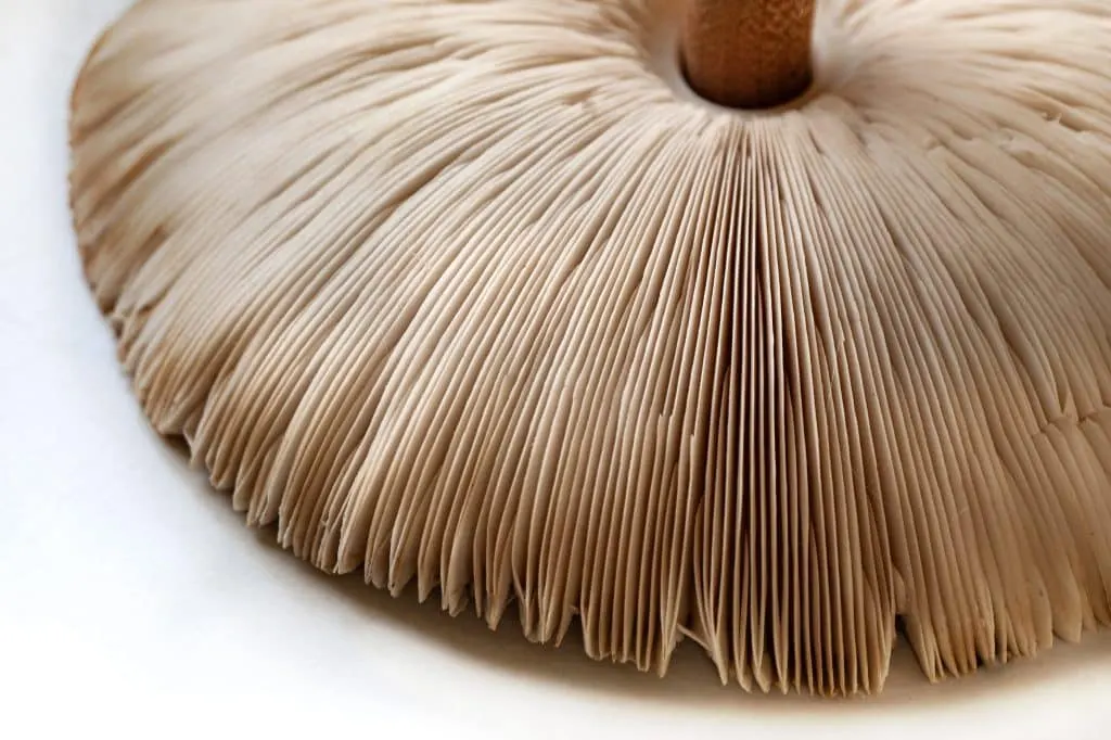 cueillette champignons
